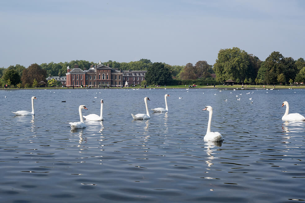 Anulan el recuento de cisnes reales en el Reino Unido por el coronavirus