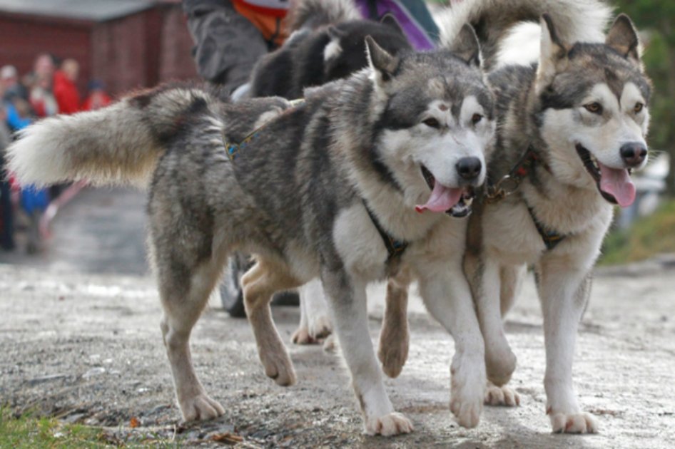 El primer perro como mascota se domesticó hace 15.000 años en Asia Central