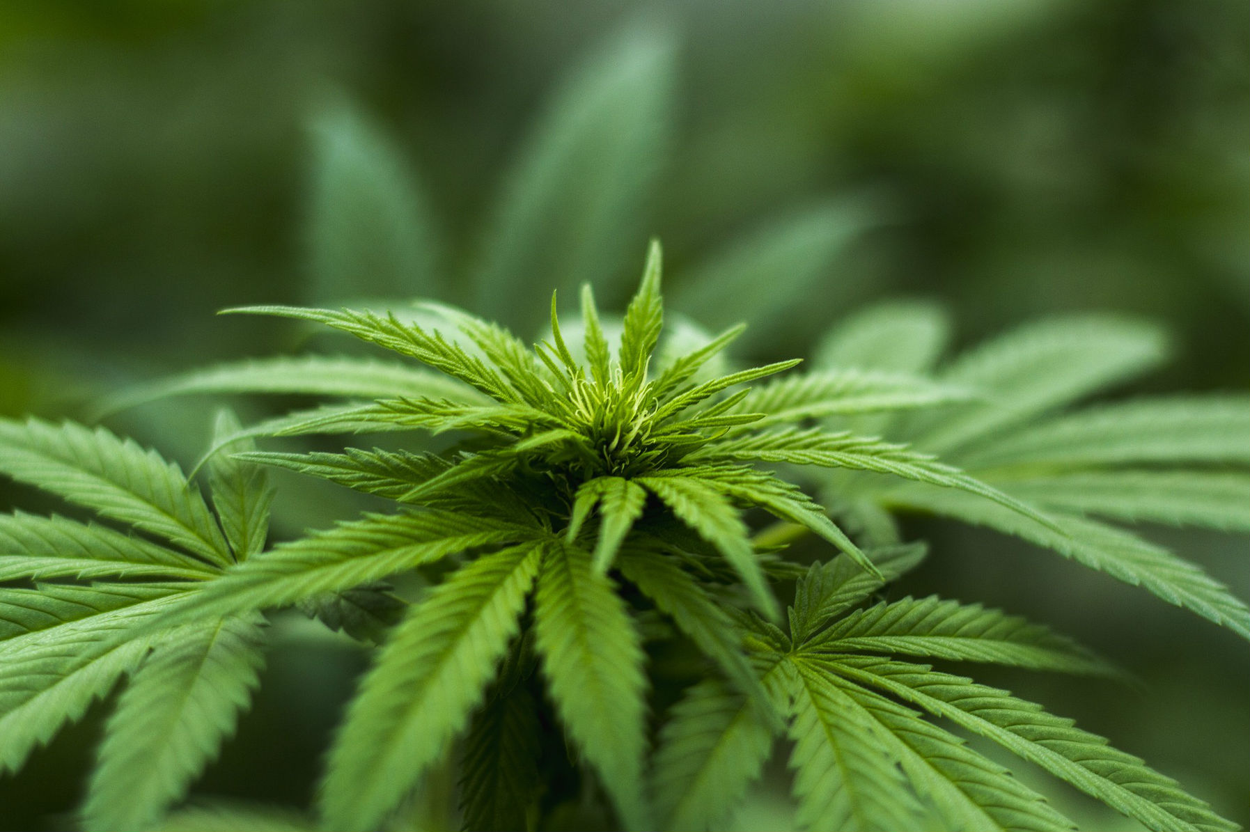 Nueva Jersey amplía marihuana medicinal a migraña, ansiedad y dolor crónico