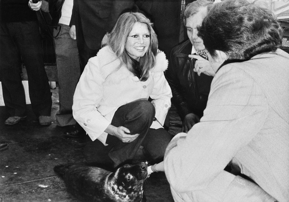 (FILES) French former actress Brigitte Bardot, with a seal baby, protests against seal-hunting in fecamp, northern France, on April 8, 1976. The seal was saved by sailors from hunting and left in Brigitte Bardot Foundation. AFP PHOTO