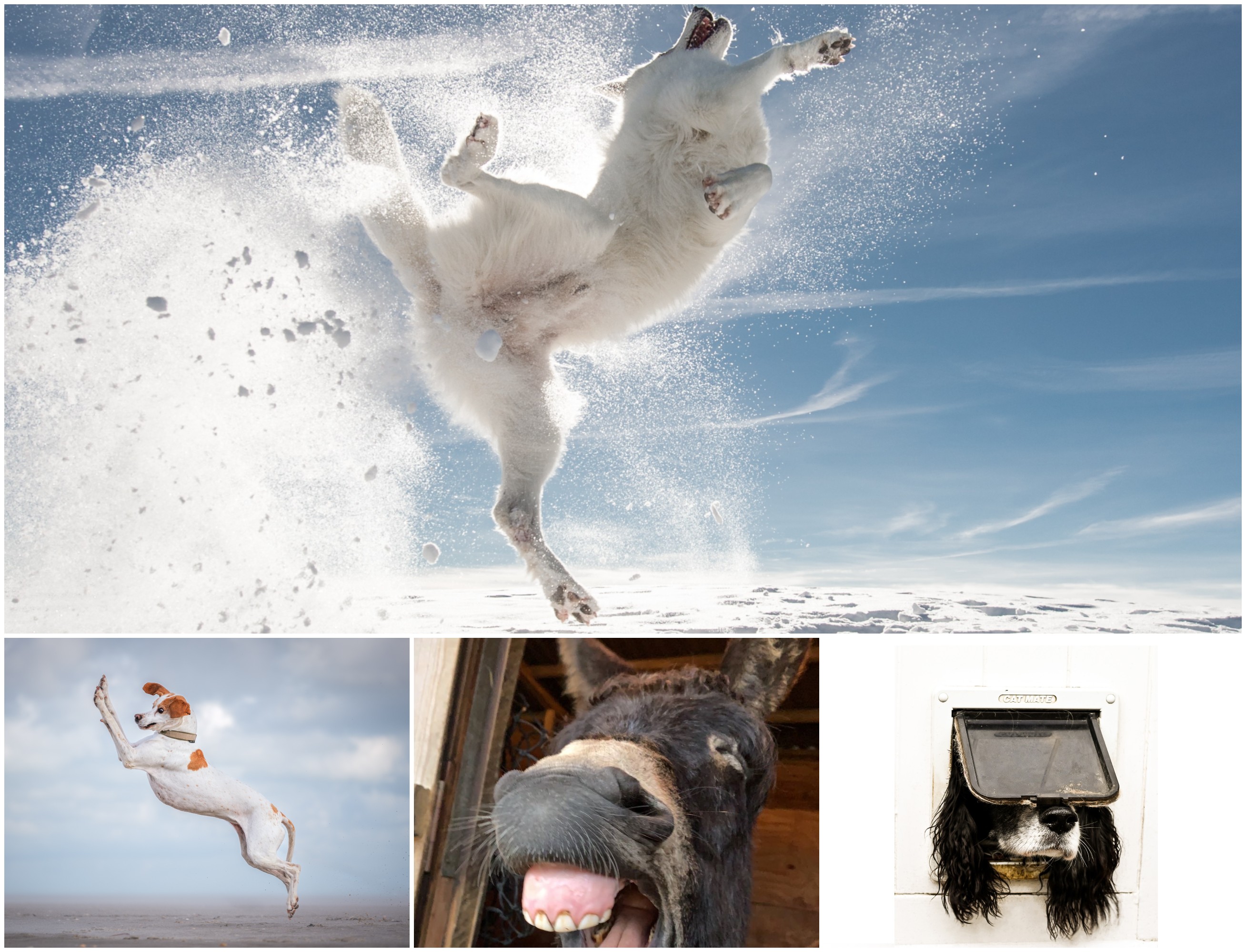 En imágenes: los ganadores de las fotos más graciosas de animales del 2024
