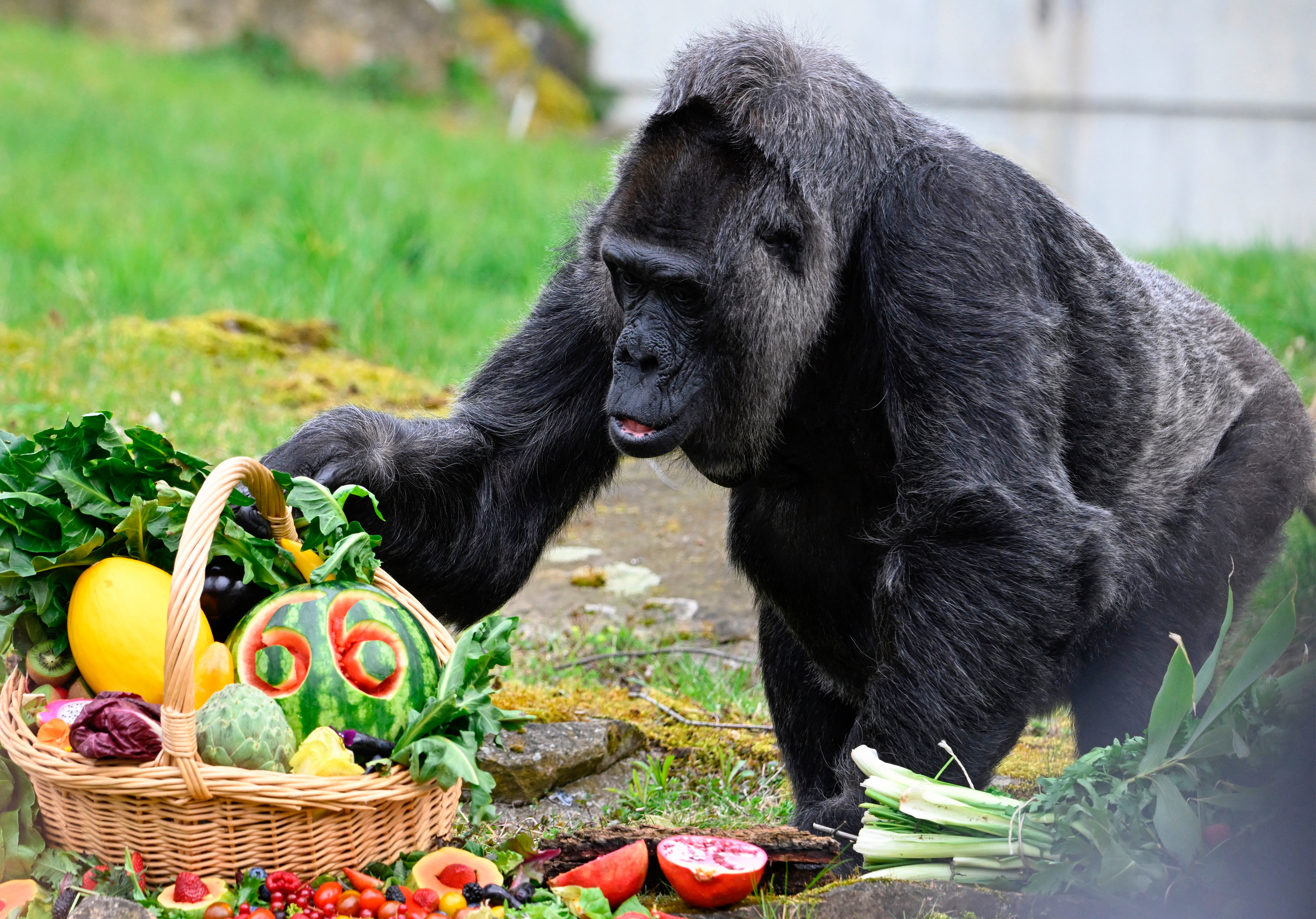 La gorila más vieja del mundo cumple 66 años en el zoo de Berlín