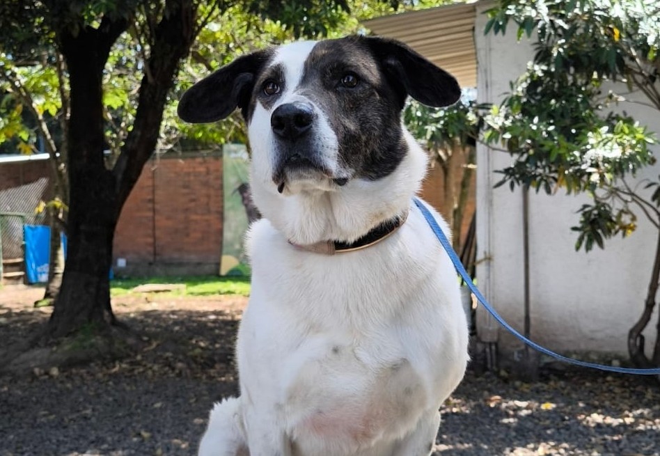 Bogotá celebra San Valentín con jornadas de adopción de animales rescatados