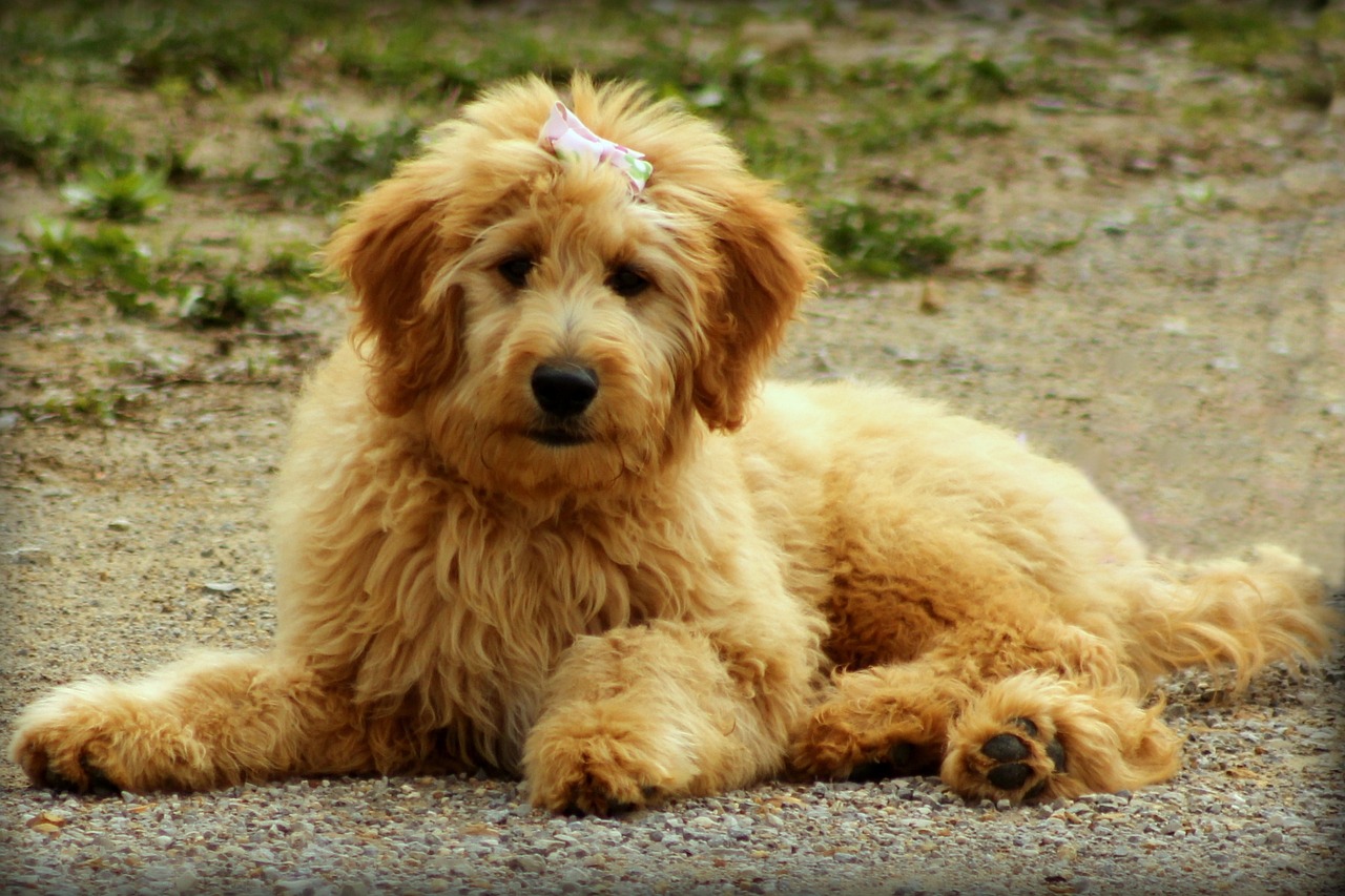 “Razas emergentes” o “perros de diseño”: lo que necesita saber sobre estos cruces