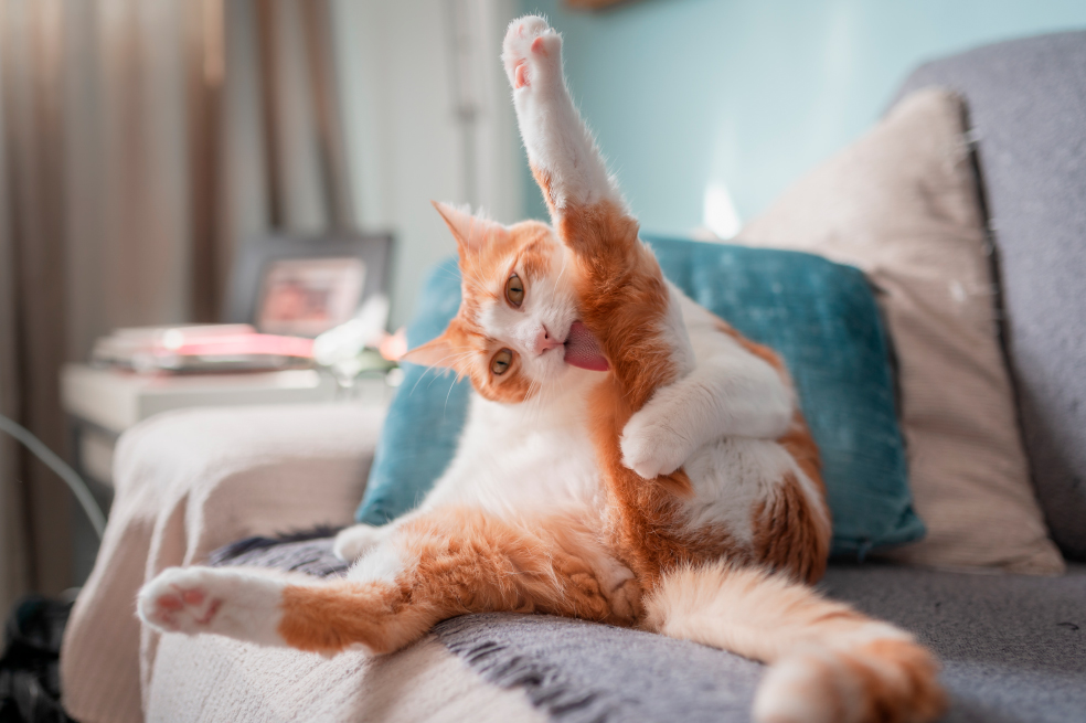 10 cosas que seguro no sabías de tu gato