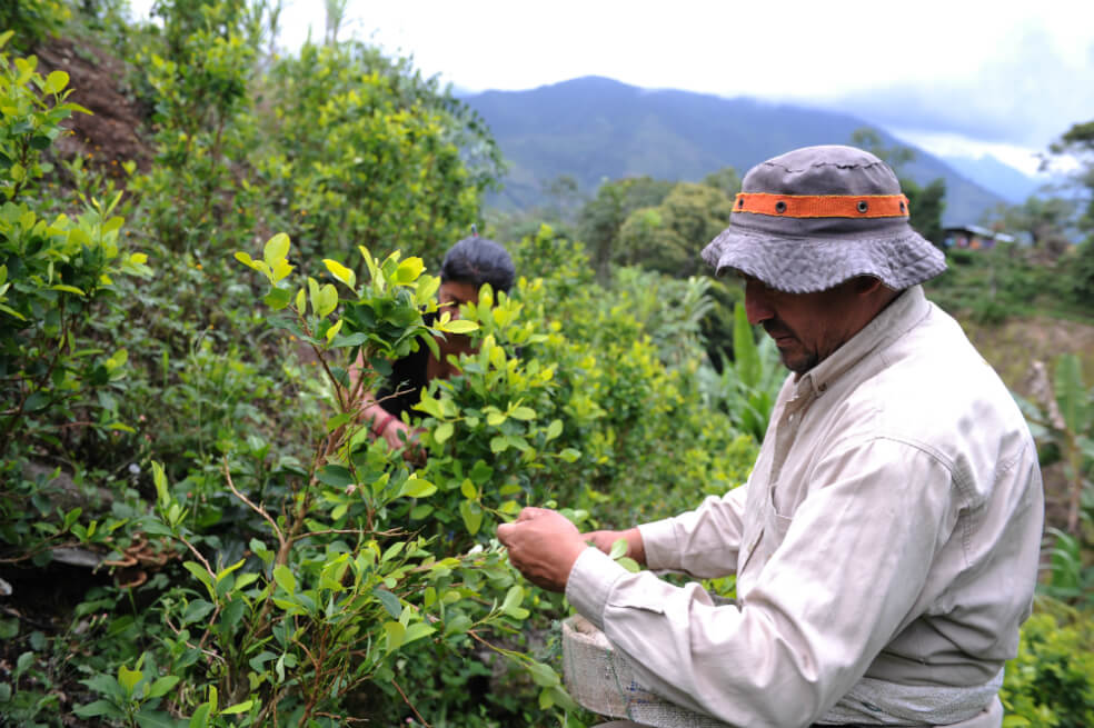 «Libres de coca»: algunas lecciones del departamento de Caldas