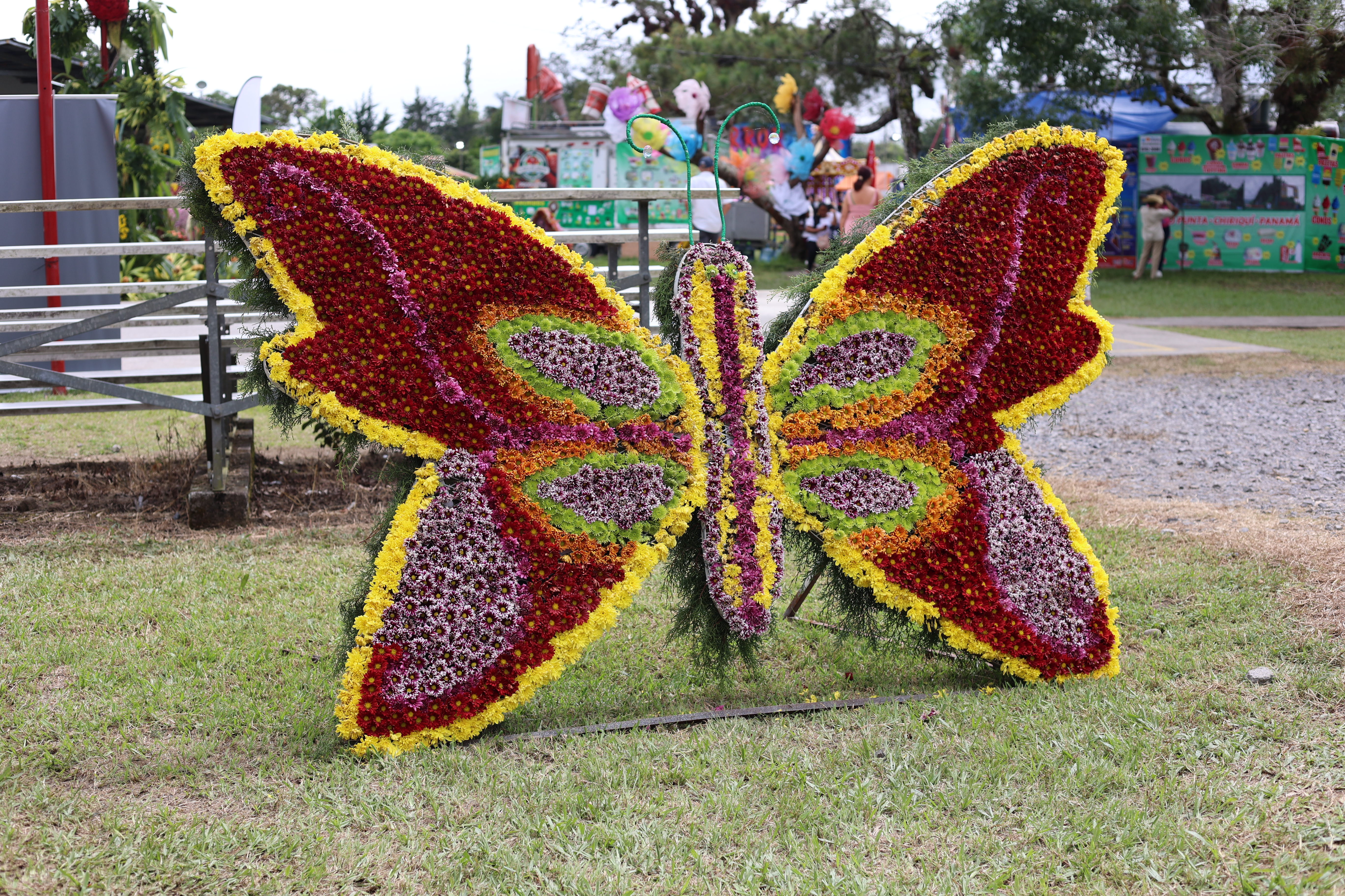 AME035. VOLCÁN (PANAMÁ), 15/09/2024.- Fotografía que muestra una mariposa hecha de flores en la octava edición de la "Parada de las Flores" el 14 de septiembre de 2024 en el pequeño pueblo de Volcán (Panamá). Al rededor de un millón y medio de flores han dado forma este domingo a más de un centenar de figuras de animales en Panamá durante la octava edición de la "Parada de las Flores", un colorido evento anual que muestra el arte de la "mosaicultura". EFE/ Marcelino Rosario