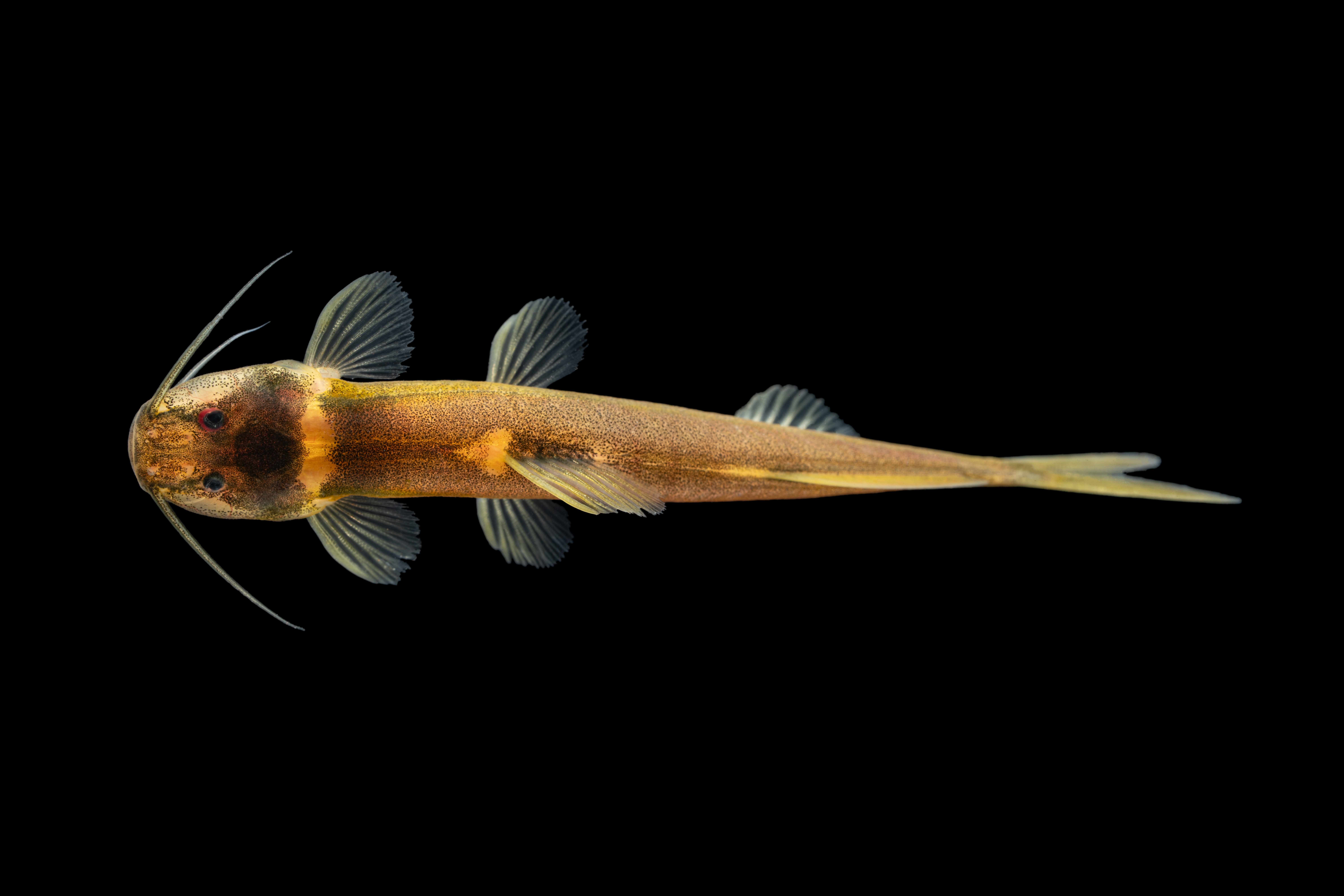 Especie Magdalenichthys poira.