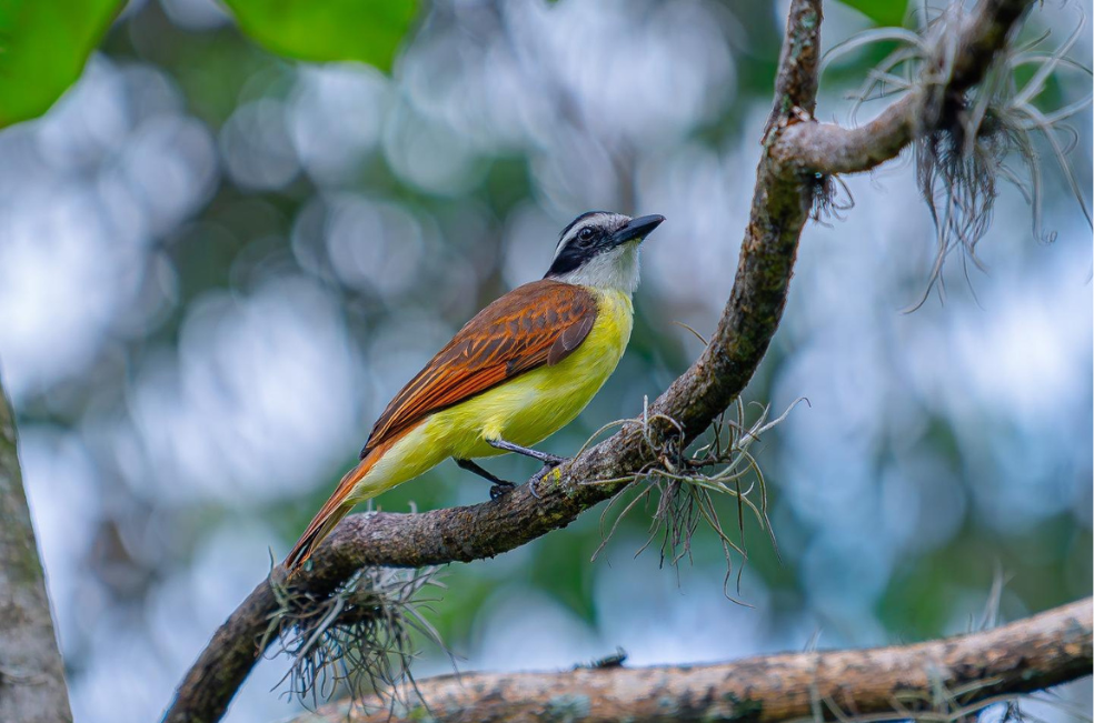 Más de 230 aves regresan a los cielos en un acto de conservación y libertad