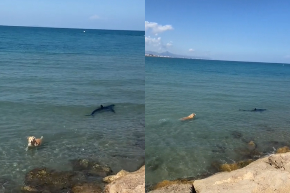 “Perrito no”: can se lanza al mar, persigue a un tiburón y genera pánico (video)