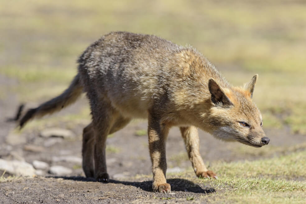 La fauna silvestre nos está hablando