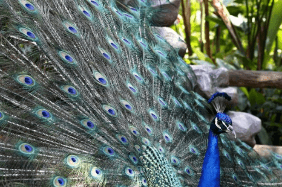 Zoológicos colombianos viven su propia crisis por el coronavirus