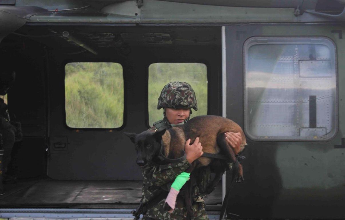 Así salvaron a Candy, perrita del Ejército, tras ser mordida por una serpiente (video)