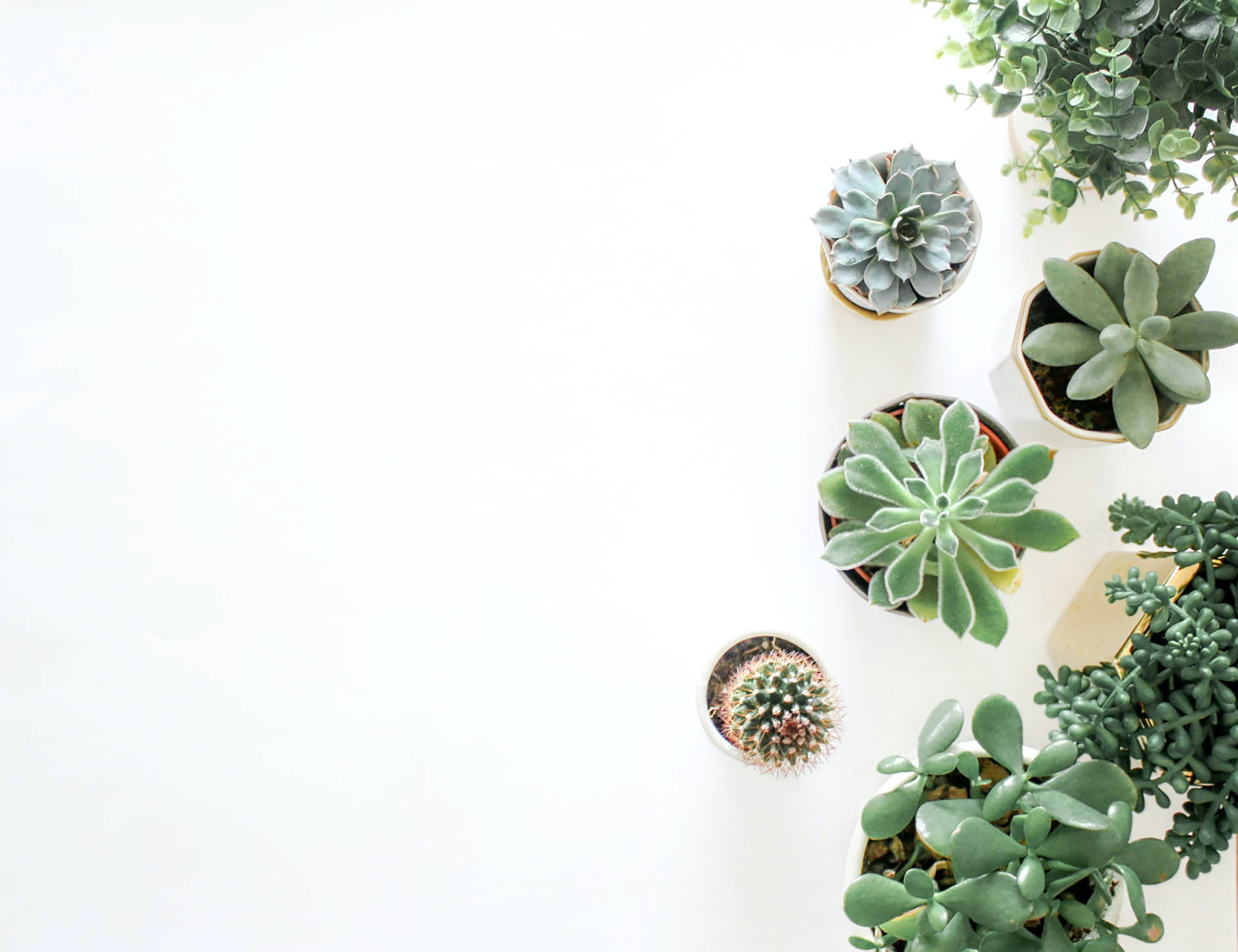 ¿Para qué sirve el vinagre en las plantas?
