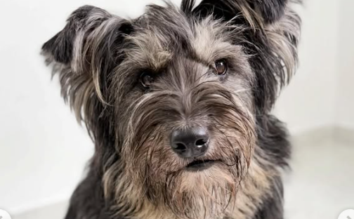 Sandía, la perrita rescatada que aún busca un hogar: sus cachorros también están a la espera
