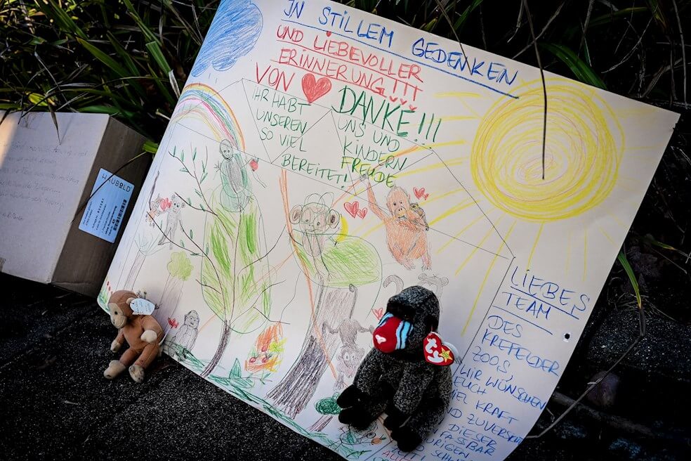 Devastador incendio mata a todos los primates de un recinto de monos alemán