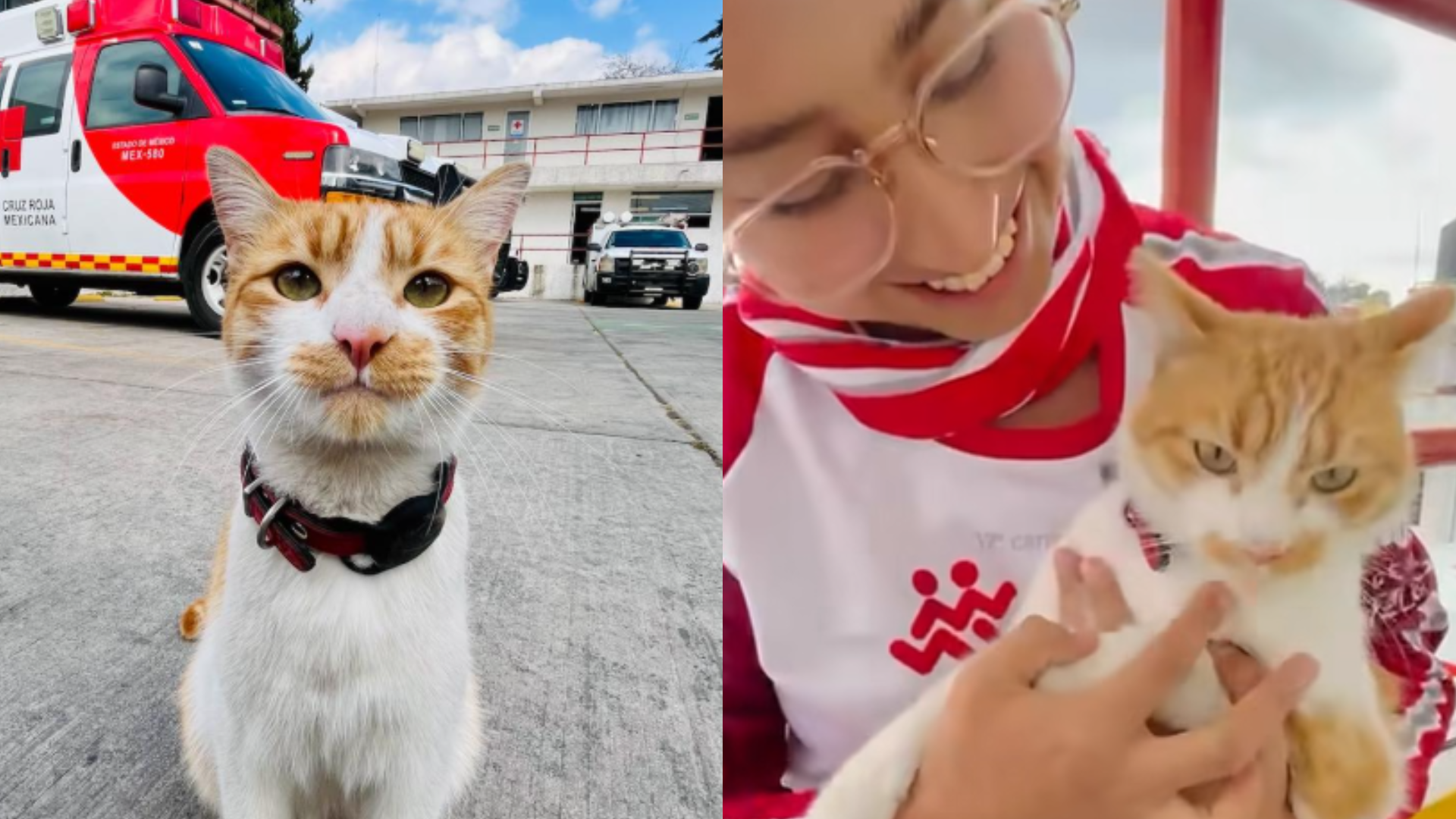 Cruzberto, el querido gato de la Cruz Roja de Toluca.