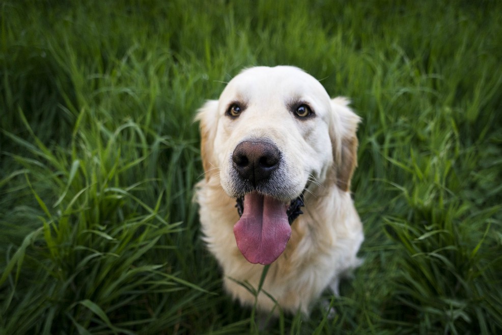 Llegan a Florida 20 golden retriever salvados de carnicerías en China