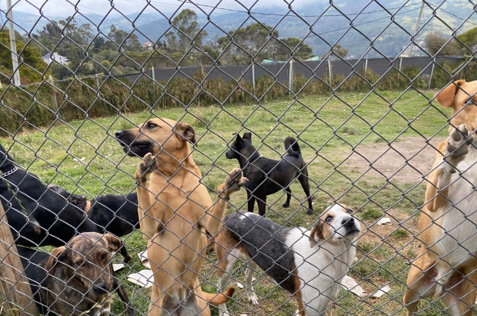Jornada de adopción de perros para esta fecha de Amor y Amistad