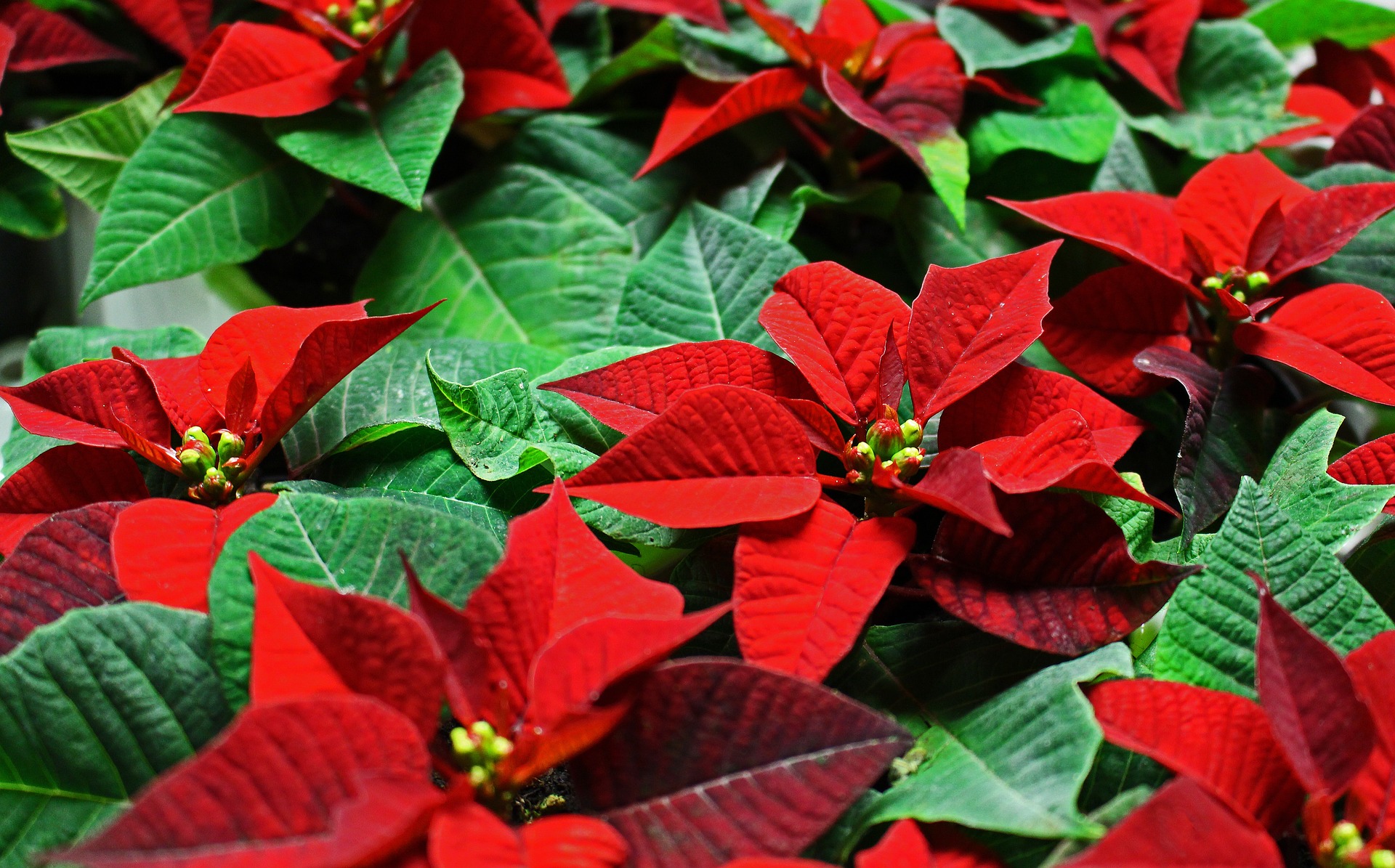 Flor de Navidad o Ponsettia: cuidados para que dure roja por más tiempo
