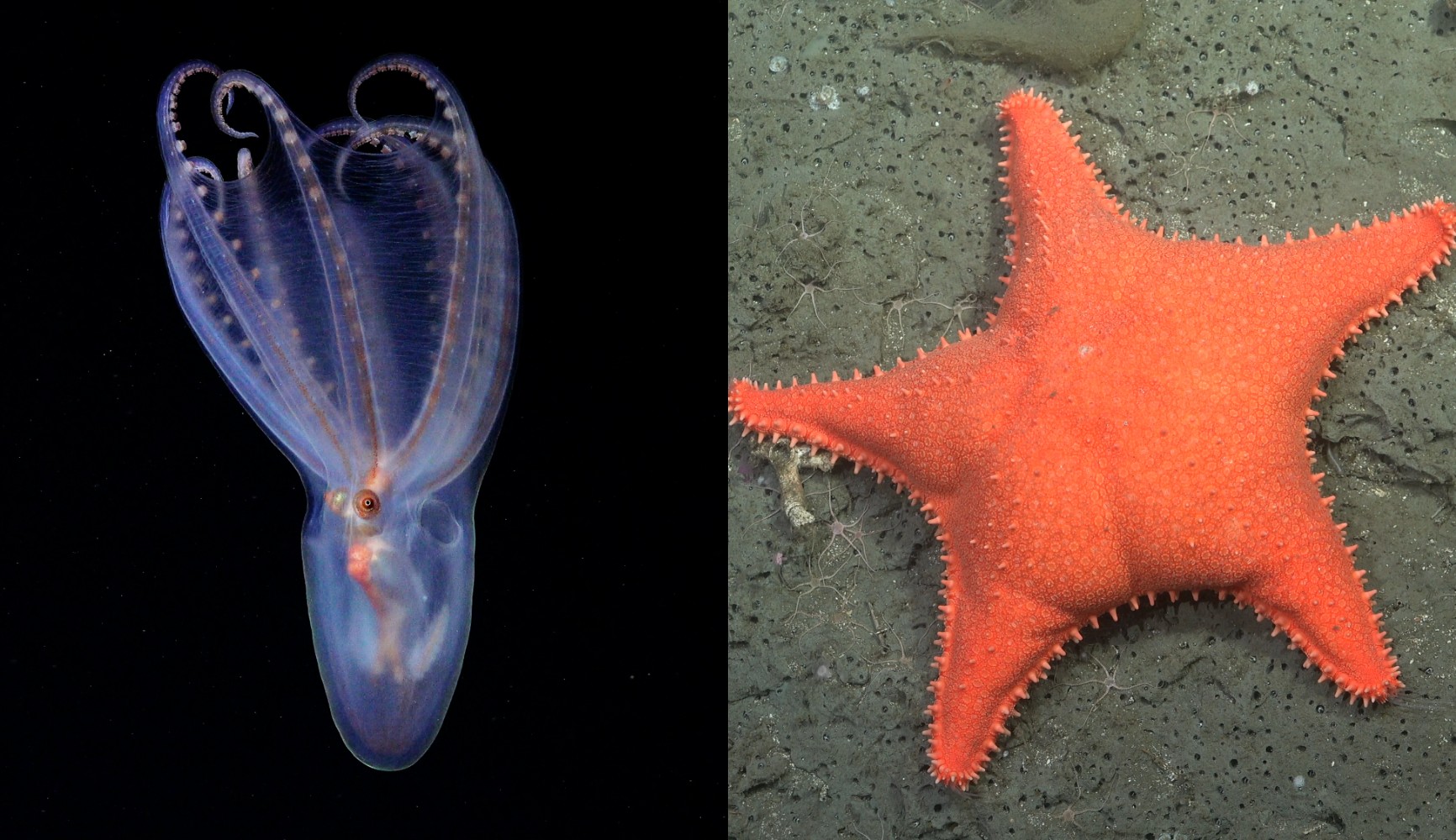 Algunas de las especies observadas en la expedición que se llevó a cabo en Argentina.