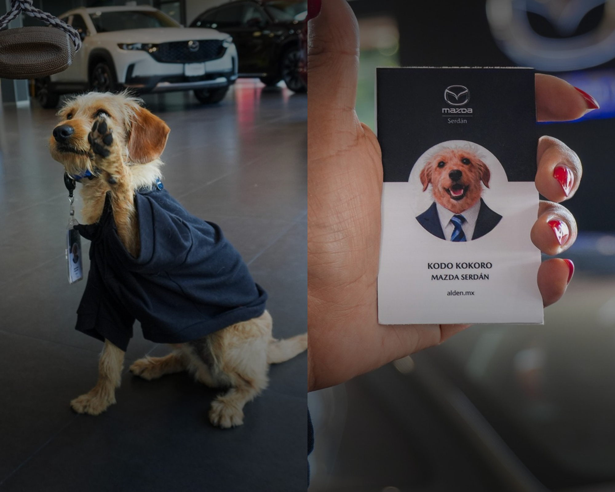 Perrito que vivía en la calle ahora es el “gerente de sonrisas” de un concesionario