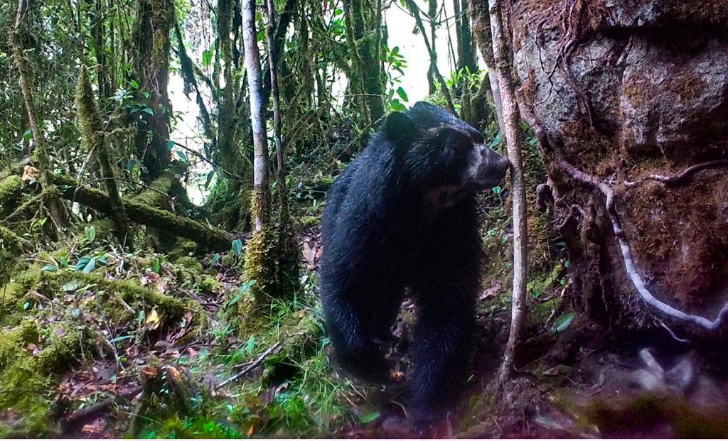 En video: un oso de anteojos es captado por cámara trampa en Boyacá
