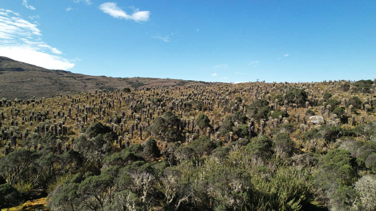 Con resolución, Minambiente le abre la puerta a nuevas actividades en reservas forestales