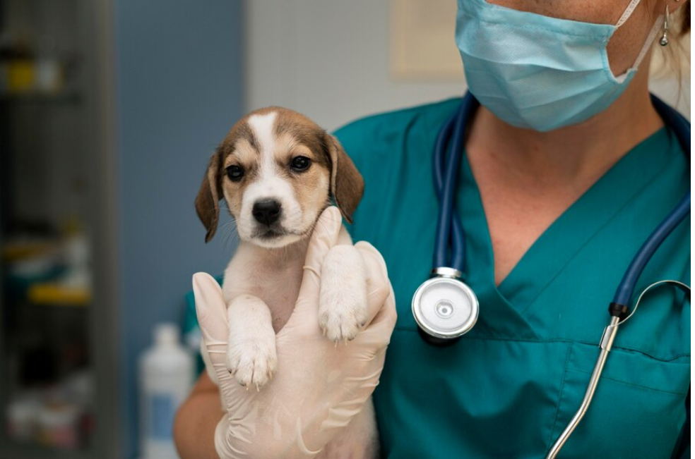 ¿En qué cambia un perro cuando lo castran?