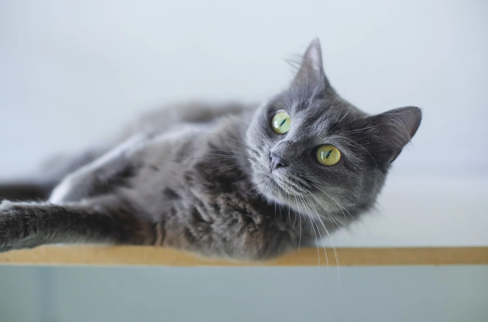 Mujer se fue de viaje y lo que hizo su esposo con el gato la sorprendió (video)