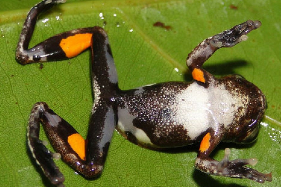 Descubierta la rana Stanley Kubrick, la naranja mecánica de la naturaleza