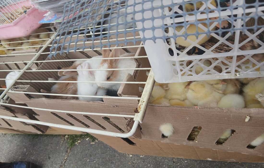 Rescatan a más de 400 animales que se vendían de forma ilegal en el centro de Bogotá