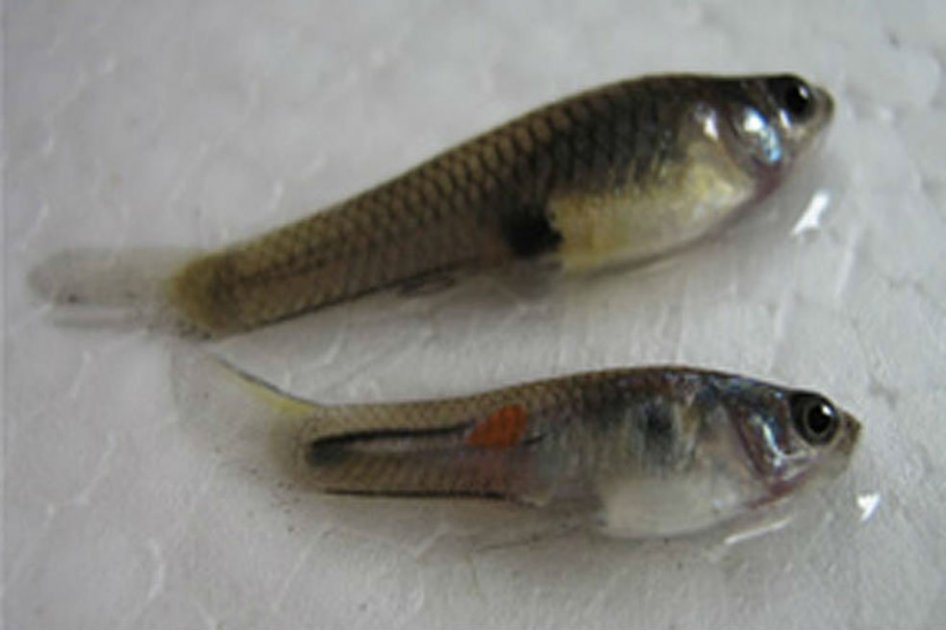 En Cali ‘siembran’ peces guppy para combatir el chikunguña