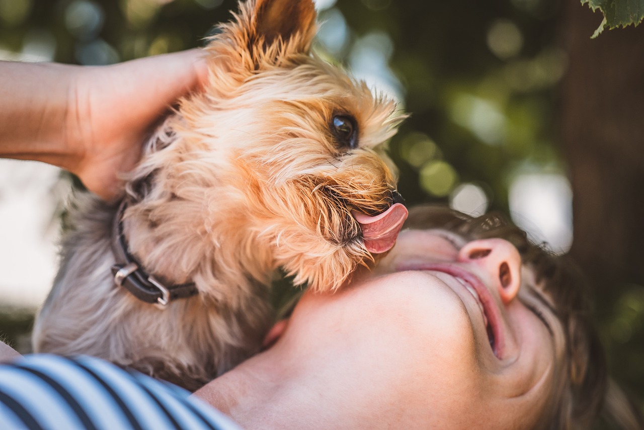 ¿Por qué mi perro me lame y muerde?