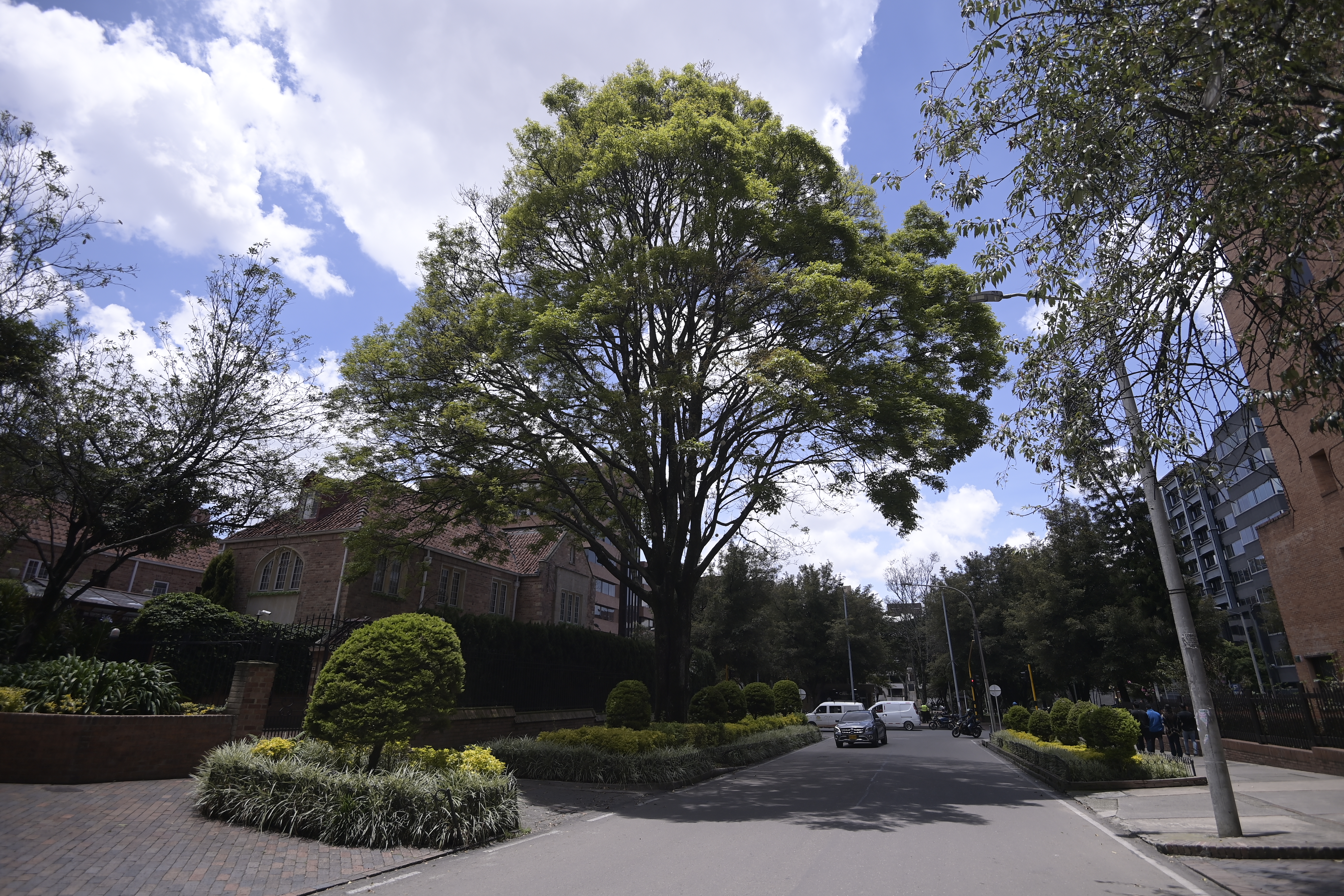 ¿Qué árbol llena de “pepitas” cafés las calles de Bogotá y por qué es tan importante?