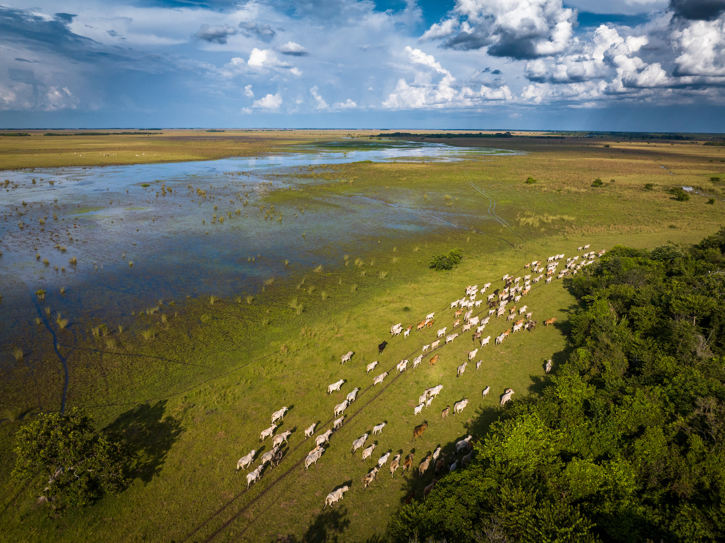 La Orinoquía es como un gran puente natural que conecta los Andes con la Amazonía, permitiendo que el agua fluya. /WWF