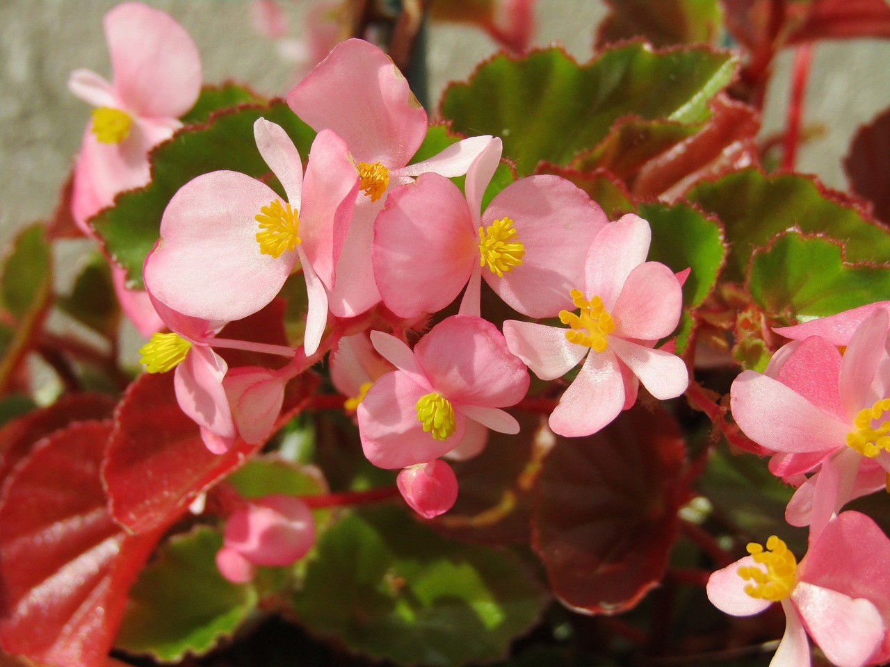 Del género Begonia se derivan cerca de 1500 especies.