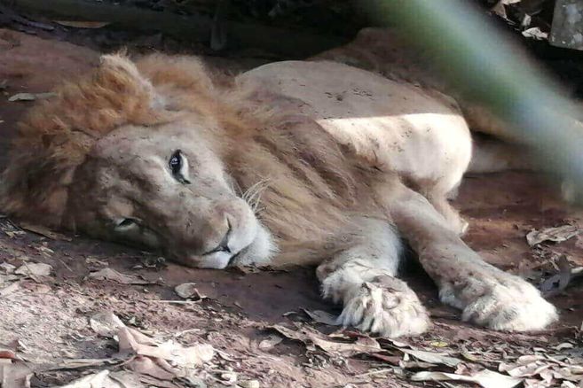 Fiscalía revela la causa de muerte del león Júpiter
