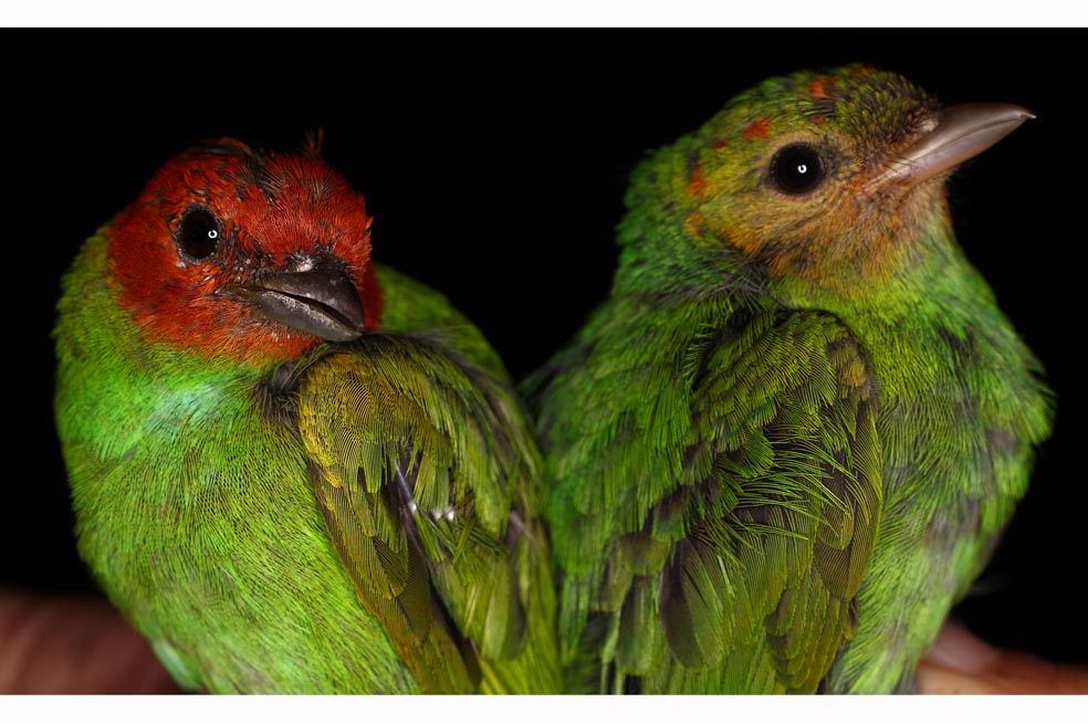 Así evolucionaron nuestras aves