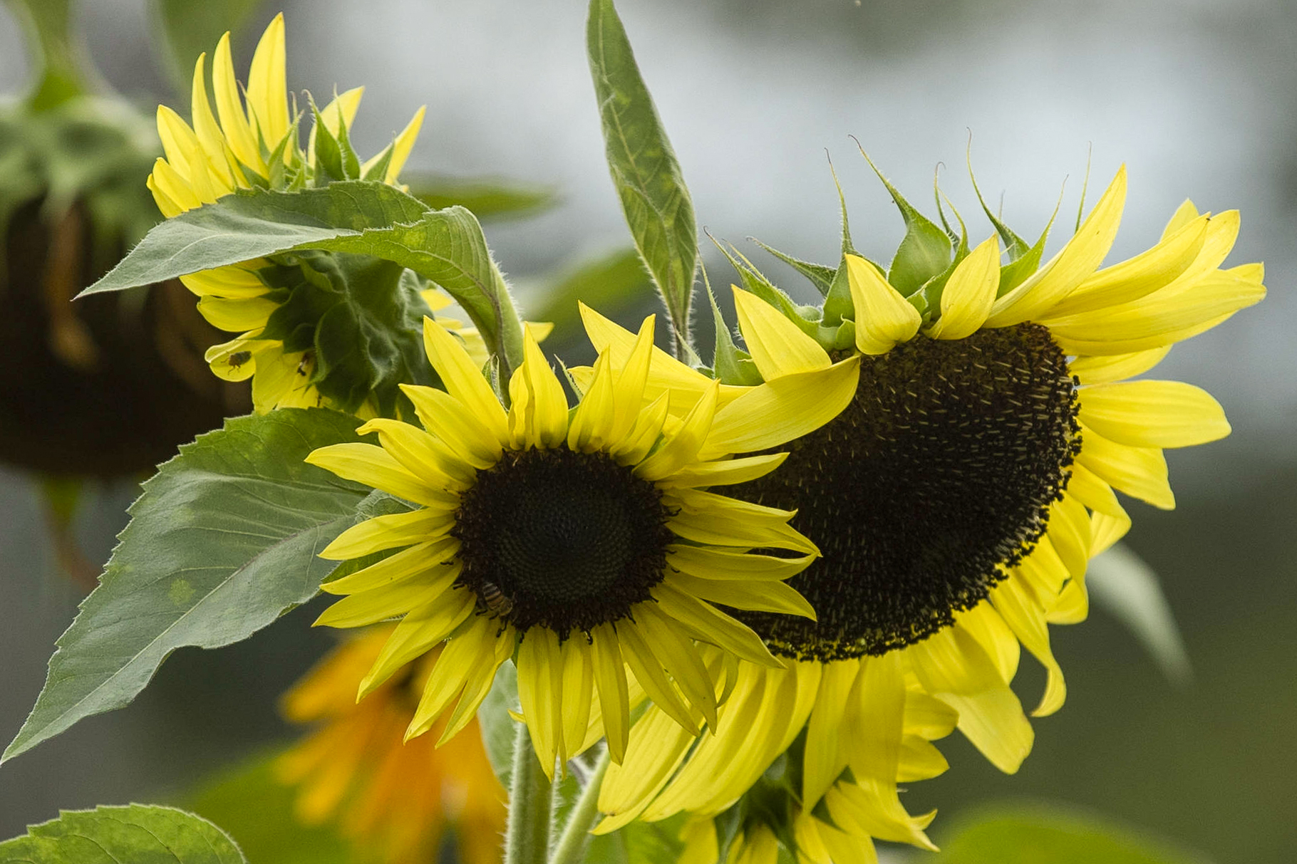 Asociación de cultivos: ¿con qué plantas es más compatible el girasol y por qué?