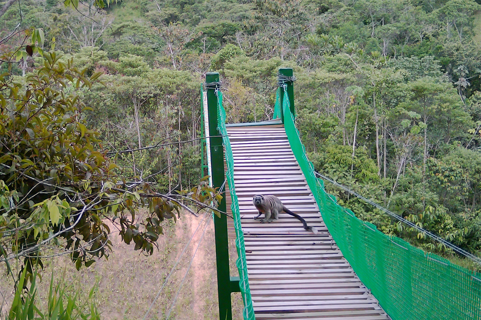Infraestructura que conecta territorios y protege la biodiversidad