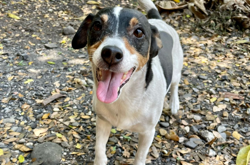 Yoko, una perrita mayor, se perdió en Suba: ¿la ha visto?