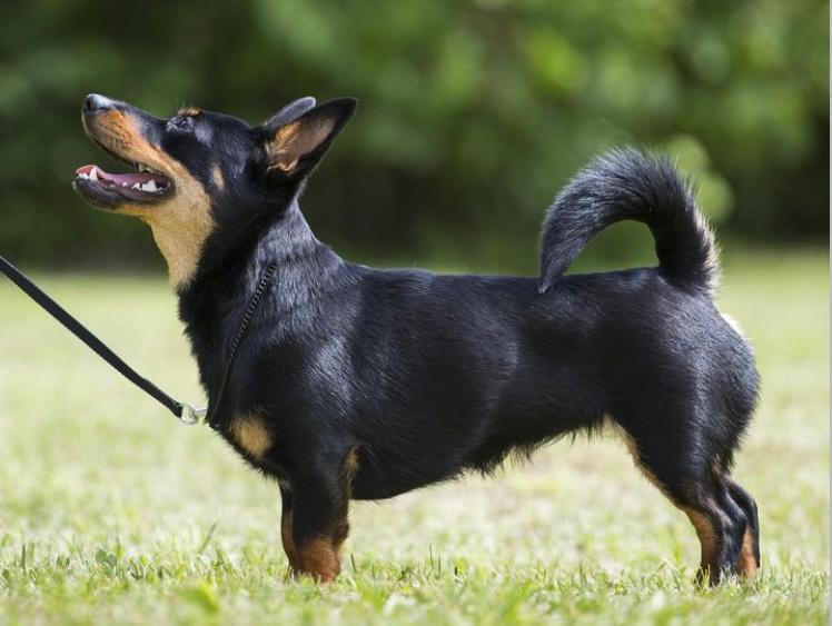 Esta es la nueva raza de perros reconocida por el American Kennel Club