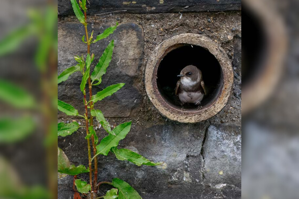 Ganador 2025: Animales urbanos

En primavera, una pequeña colonia de aviones zapadores se instaló en unas viejas tuberías de drenaje en los humedales de Walthamstow, al este de Londres. Fue increíble ver cómo esta especie migratoria se reproducía con éxito y prosperaba en esta reserva natural tan urbana. Es algo por lo que todos deberíamos esforzarnos: convivir con la naturaleza sin dañarla. Me senté, me puse en posición (recibiendo algunas picaduras de ortigas), ajusté la configuración y esperé a que un pájaro se posara en el borde de la tubería.