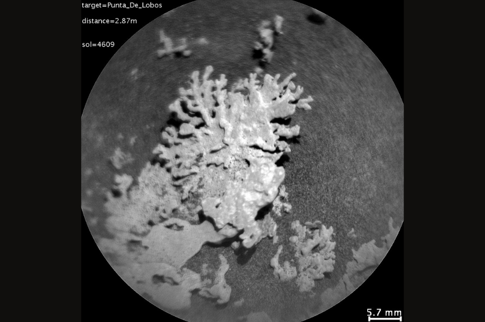 Una roca con forma de coral fue vista en Marte