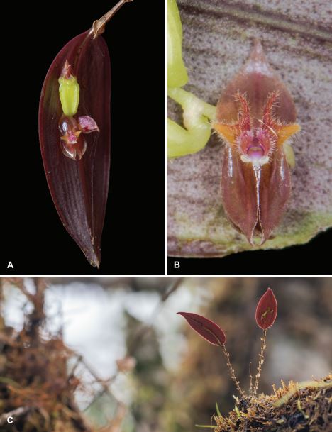 Lepanthes dianatrujilloana. /Juan Sebastián Moreno y equipo.