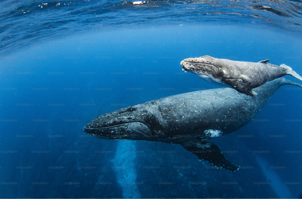 ¿Cómo se llama la cría de la ballena?