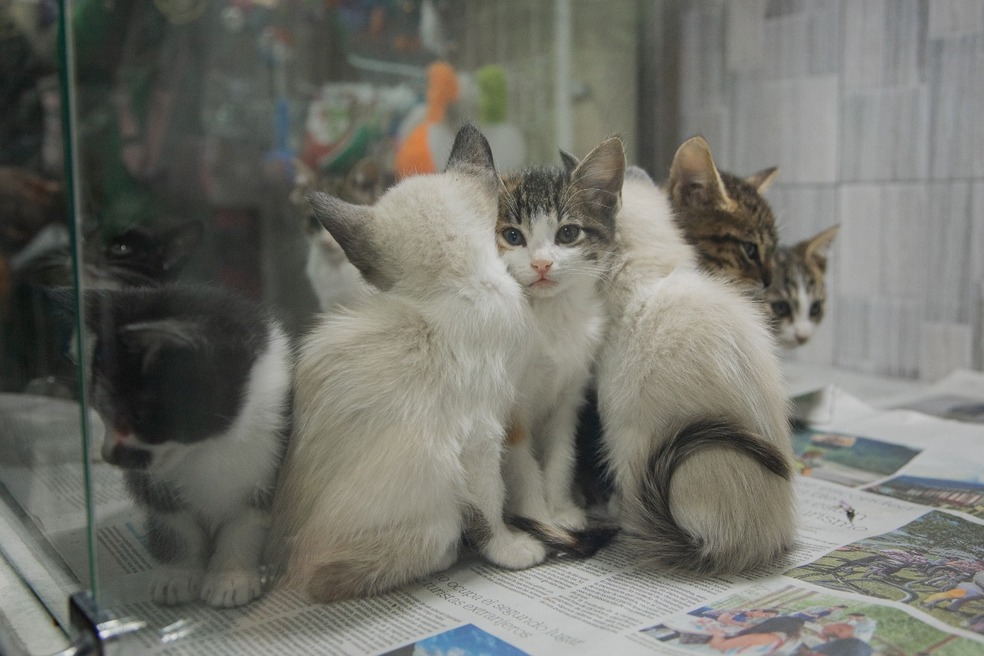 ¿Qué pasa con la venta de mascotas en Bogotá?