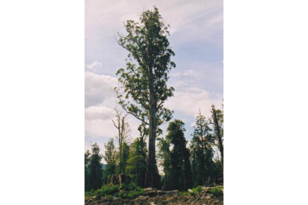 La mayoría de árboles endémicos europeos están en riesgo de extinción
