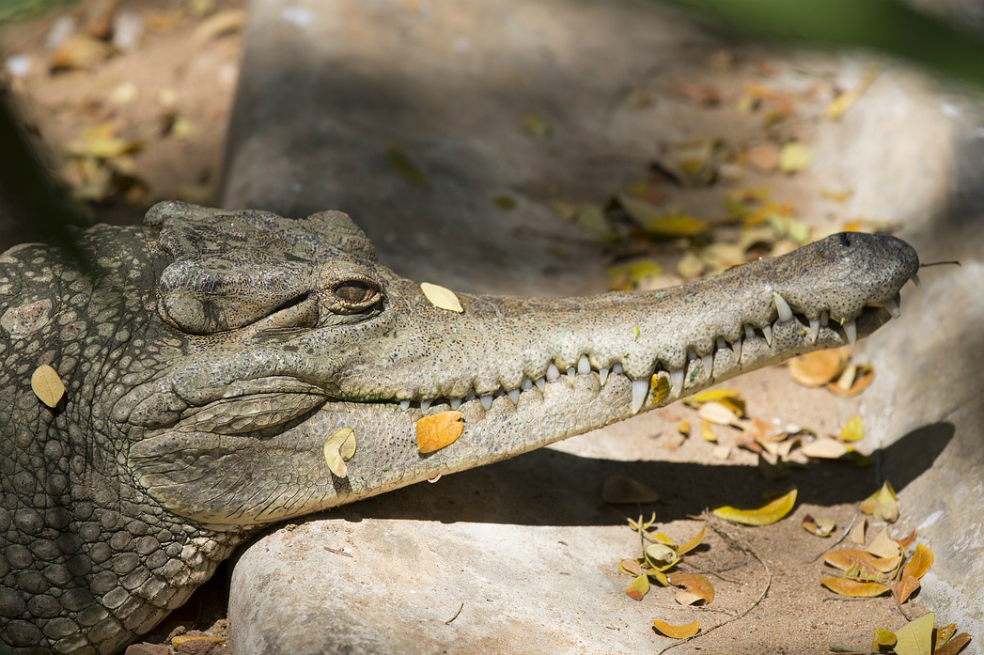 Familia encontró en su piscina un cocodrilo de más de tres metros